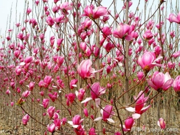 鎮(zhèn)平玉蘭基地，玉蘭花開醉春風(fēng)