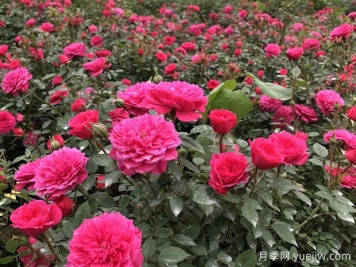 蚌埠好玩的景點(diǎn)盤點(diǎn)，還有月季園