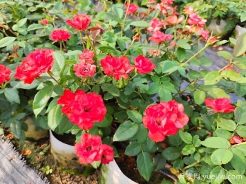 月季移植選對時(shí)間，每棵都能活