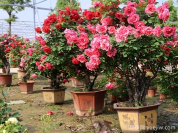 ?樹(shù)狀月季春季花后修剪攻略，復(fù)花靠剪