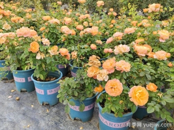 熱門網(wǎng)紅月季品種，一年能開8個月，花大香濃
