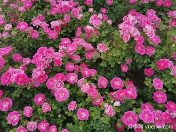 豐花月季和切花月季有什么區(qū)別？ 