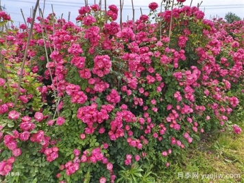 藤本小苗月季開花墻，按照這6個秘訣，帶來花開驚喜