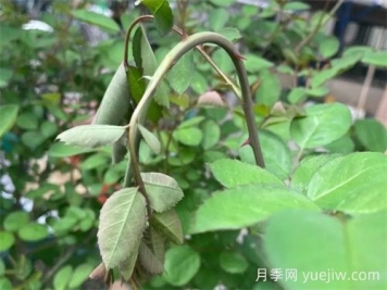 頸蜂，月季頭號(hào)蟲(chóng)害