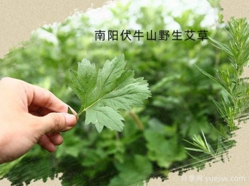 種植哪種藥材更有市場前景？
