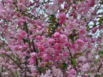 海棠花養(yǎng)護(hù)秘籍，打造繁花似錦的美景