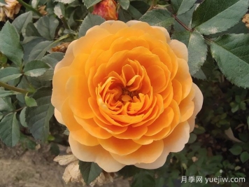 果汁陽臺月季，適合新手種植，濃香花多花美