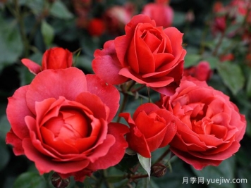 21朵玫瑰：不只是浪漫，還藏著這些深意