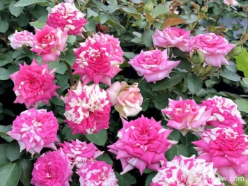 清明過(guò)后，給月季花喂點(diǎn)魚骨頭，根壯葉綠猛開(kāi)花