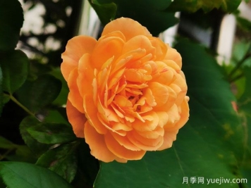超級簡單，不用藥就能預(yù)防月季紅蜘蛛