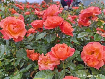 月季花病蟲害防治該用什么藥？掌握這3點