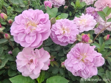 適合陽臺的藍色陰雨小型藤本月季，陽臺變花墻