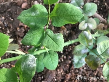月季得了白粉病，一定要及時治療，否則沒花看