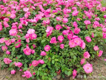 月季怎么養(yǎng)才能開花多？