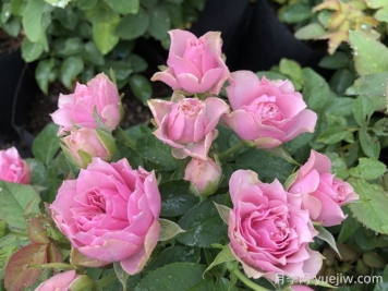 仿古花束月季的優(yōu)缺點是什么？