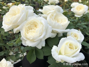 婚禮之路月季的優(yōu)缺點(diǎn)，看看花友怎么說(shuō)