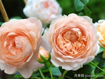 安布里奇月季的優(yōu)缺點是什么？