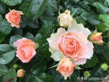 木星王月季的優(yōu)缺點(diǎn)是什么？