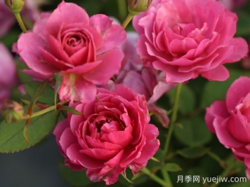 葵月季的優(yōu)缺點是什么？