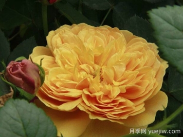 利亞圖圖月季的優(yōu)缺點(diǎn)是什么？