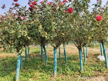 春秋兩季移植月季樹樁，哪個(gè)成活率更高？