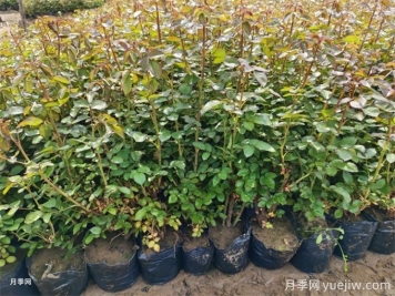月季修剪過后馬上施肥，對促發(fā)筍芽很重要