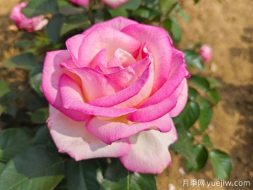 月季花語，朋友圈里的浪漫祈愿