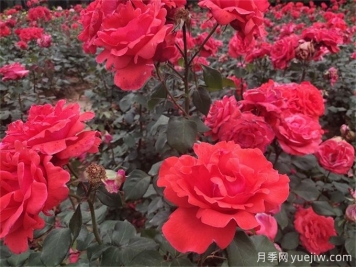月季花的詳細(xì)介紹，月季花對人體有哪些好處呢？