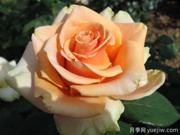 10種以人物命名的月季，每一種都能驚艷到你