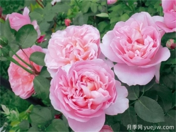 舍農(nóng)索城堡的女人月季，愛上她理由很多