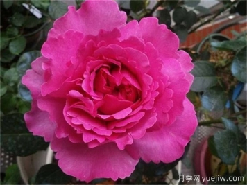 伊芙月季品種有很多，分享5種好看好養(yǎng)