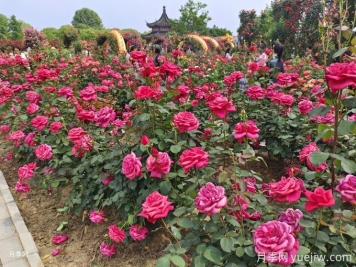 月季開花了還要追肥嗎？花蕾期該用什么肥？