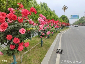 彩葉樹(shù)木如何配置才能體現(xiàn)園林綠化之美