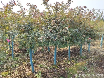 秋分將至，苗木栽植技巧請(qǐng)注意