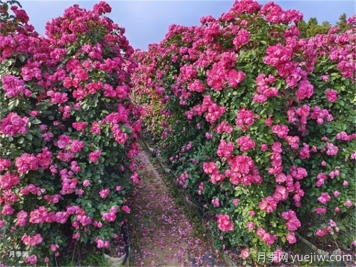 爬藤月季種植指南，讓你的花園美到爆