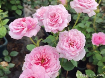 不能養(yǎng)家里的3種花卉，養(yǎng)不好白費(fèi)力