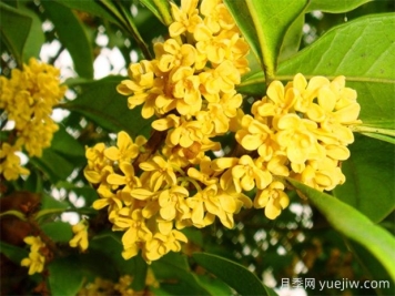 桂花有幾種顏色？