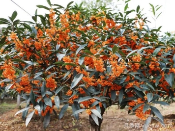 桂花樹會結(jié)果嗎？