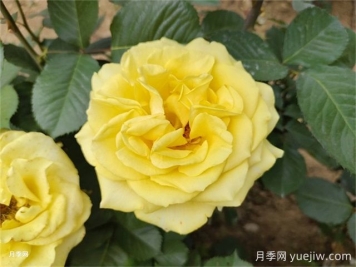 一年生、二年生，多年生園林花卉的使用和區(qū)別