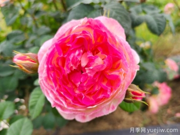 詹森月季是多季花，養(yǎng)護(hù)容易嗎？