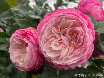 推薦7種優(yōu)秀灌木月季，庭院栽植好養(yǎng)又勤花