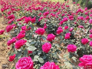 北方地區(qū)如何讓工程月季早春開花？