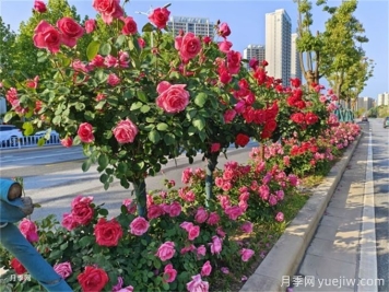 科學(xué)修剪，城市行道樹更健壯更美觀