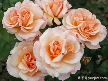 香檳色玫瑰的花語是什么？香檳色玫瑰的寓意和象征