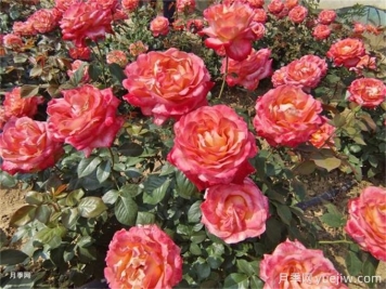 養(yǎng)花的15個(gè)正確姿勢(shì)，讓你成為養(yǎng)花達(dá)人
