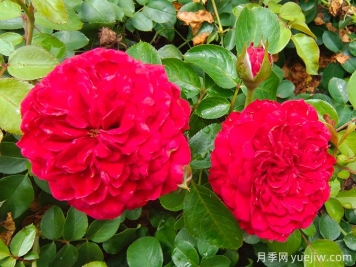 達(dá)芬奇月季如何養(yǎng)護(hù)？