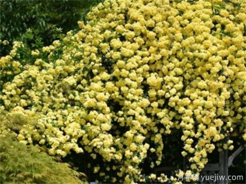 黃薔薇夏日養(yǎng)護(hù)指南，黃薔薇夏季也能爆花