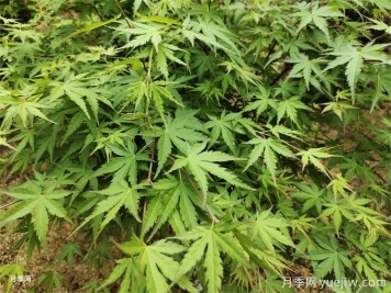 常見的30種色葉植物，為城市園林增綠添彩