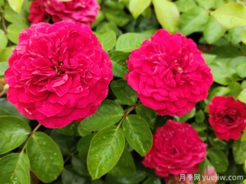 經(jīng)典月季品種清單，好看又好養(yǎng)