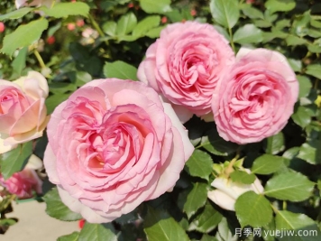 7種顏色的月季花，搞怪花語分別是什么？